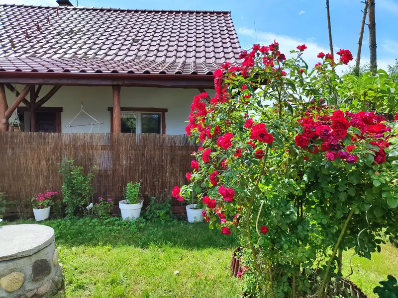 Ogród z różami przy tarasie Brzozowej Chatki